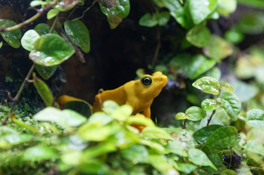 Frog at Tropical Discovery