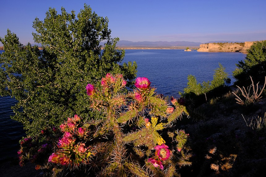 A blooming cacti backdropped by Lake Pueblo