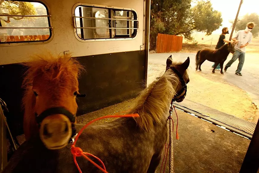 animals being loaded in a trailer
