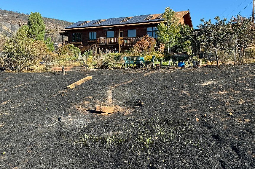 Grass regrows on burnt land.