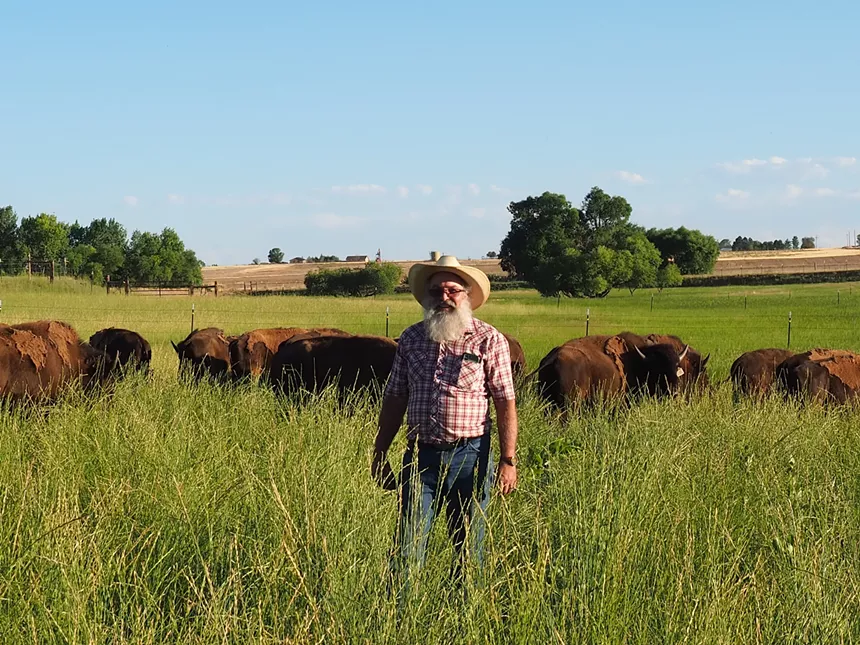 man in a field with bison