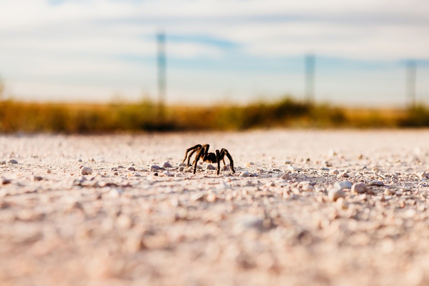 A tarantula crossing a dirt road in the Comanche National Grassland