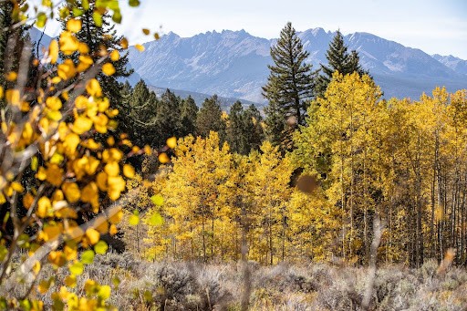 golden aspens with mountains in the background