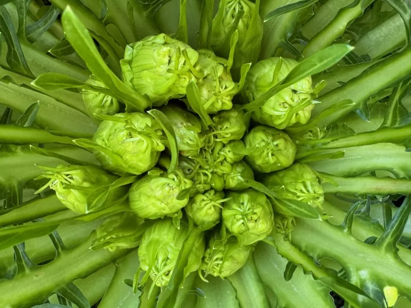 Puntarelle
