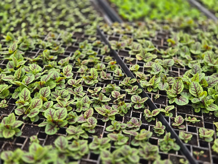 Red Veined Sorrel sprouting