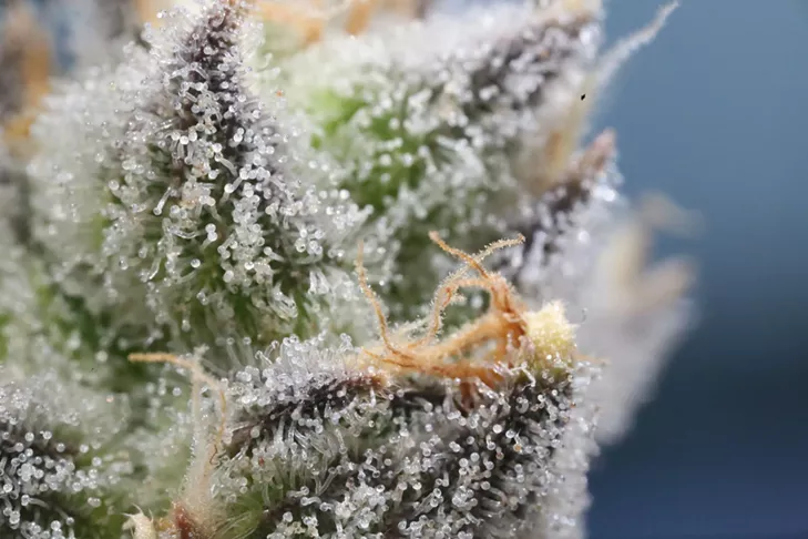 magnified shot of cannabis trichomes and calyx