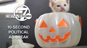 kitty in pumpkin