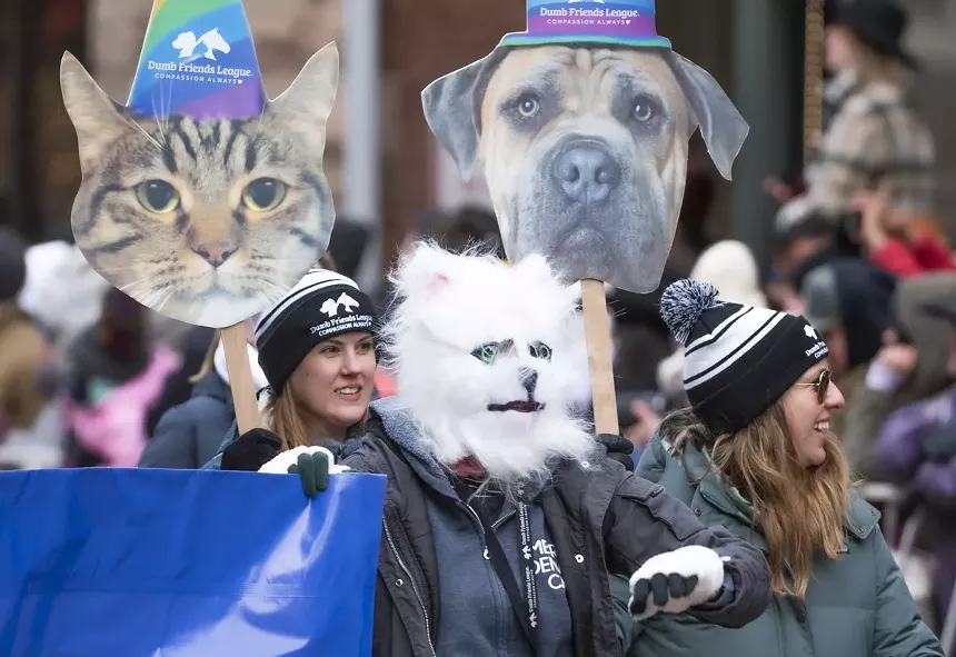 cat costume in parade