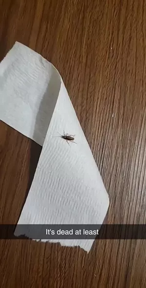 dead cockroach on toilet paper