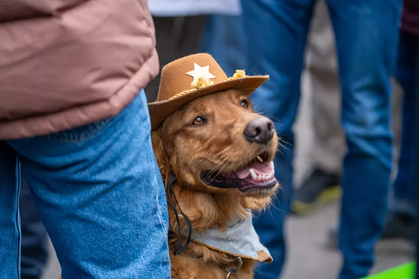 a dog in a cowboy hat