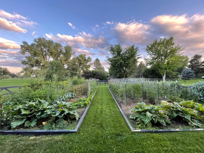 a garden