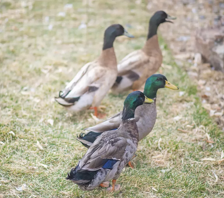 four ducks.