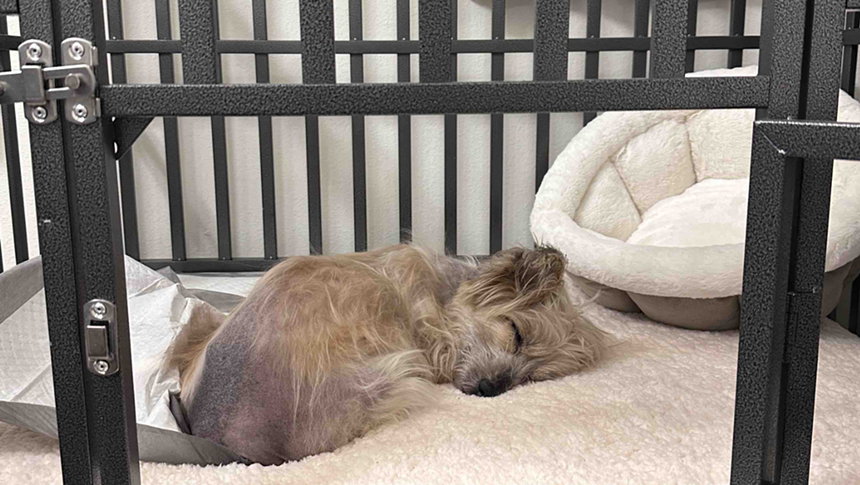 A dog sleeping in a crate