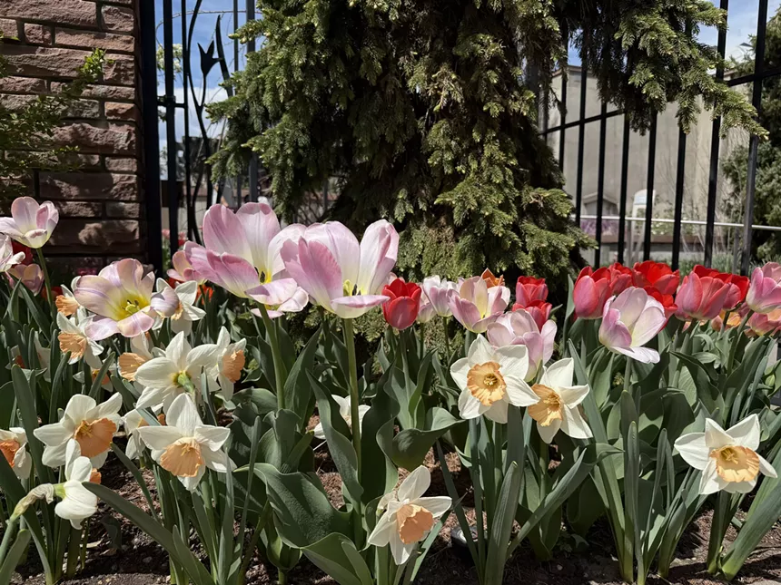 Tulips and other flowers blooming