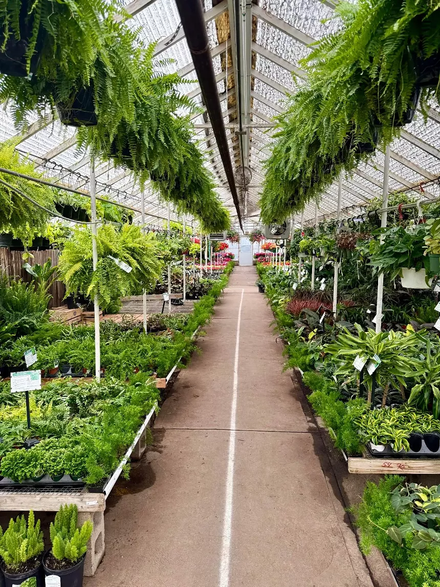 The inside of a greenhouse