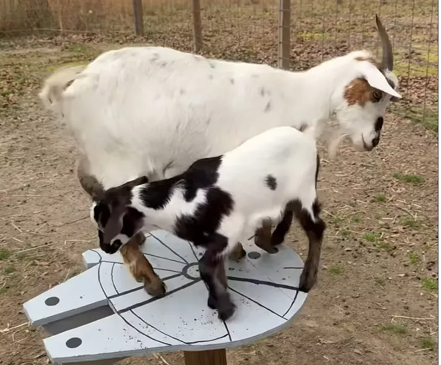 Baby goats on a starwars ship