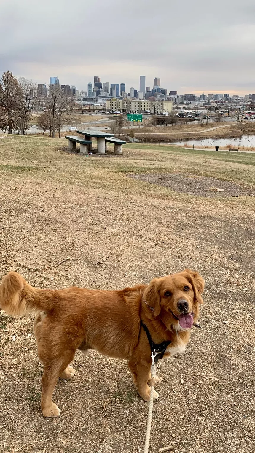 dog outside