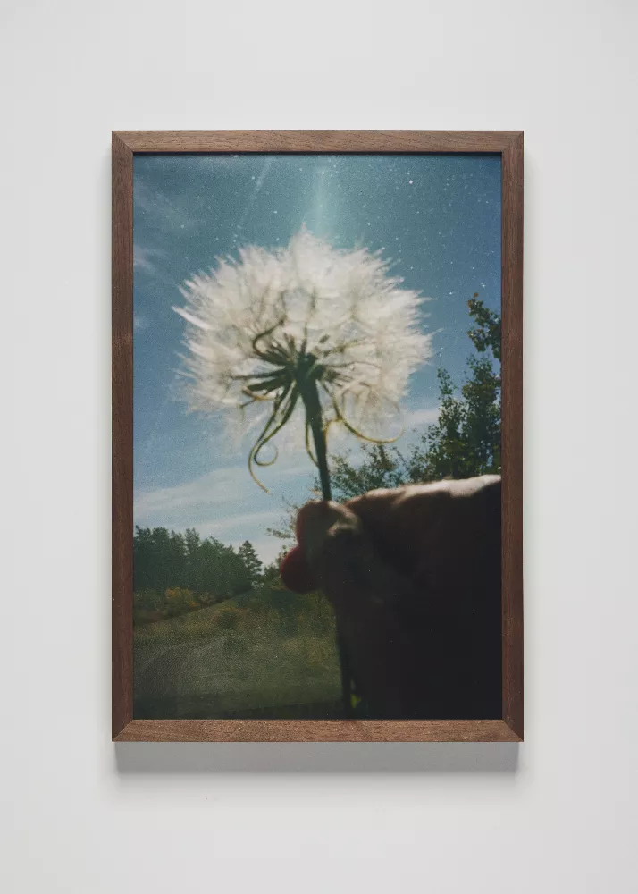 A photo of a dandelion