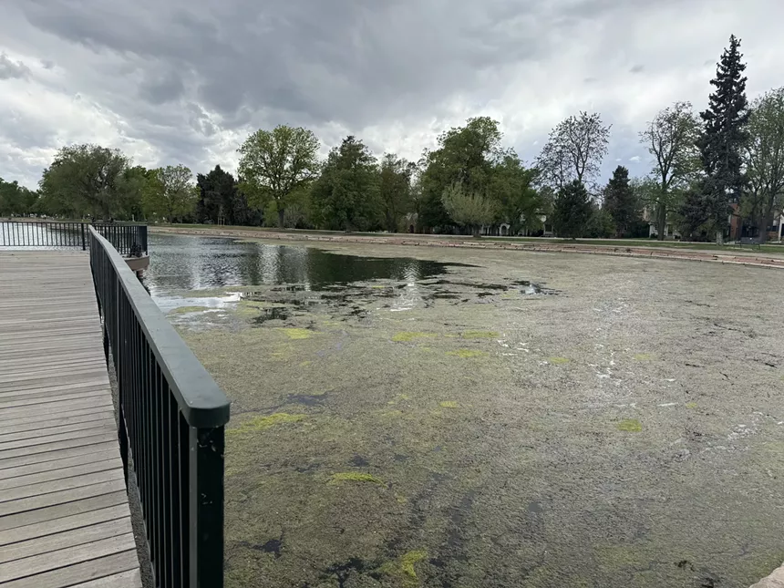 blue-green algae bloom