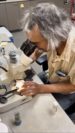 scientist looks into microscope