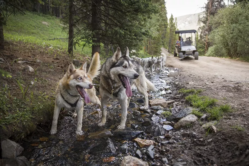 A team of Siberian Husky sled dogs pulling a cart on a summer mushing tour