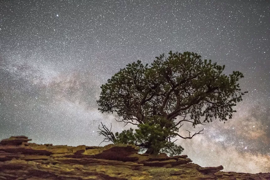 A pinyon pine backdropped by a starry night sky in Delta County