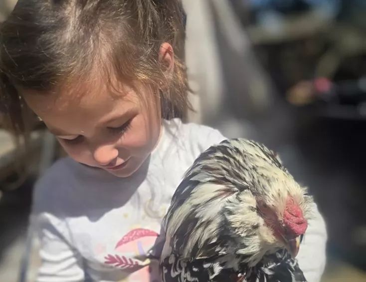 A little girl holds a Russian Orloff Rooster while looking down and playing with a purple balloon