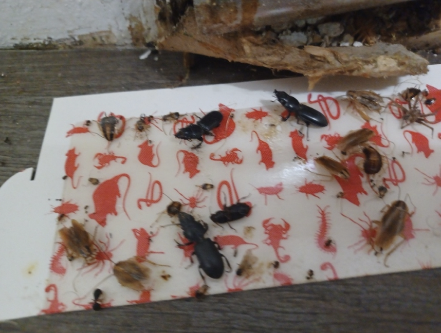 sticky bug trap with dead bugs