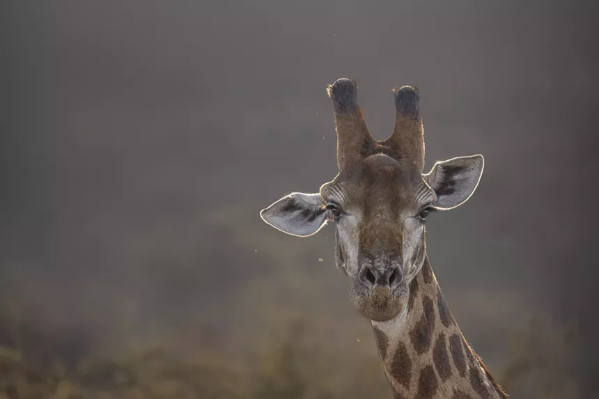 A photo of a giraffe