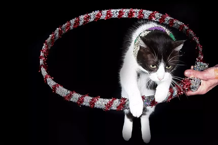 A cat jumps through a hoop.