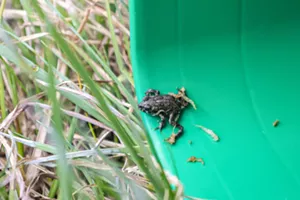A toad in a green bucket