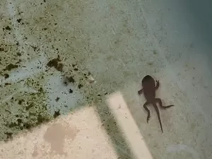 A tadpole with legs swims in a tank