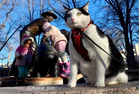 A black and white cat