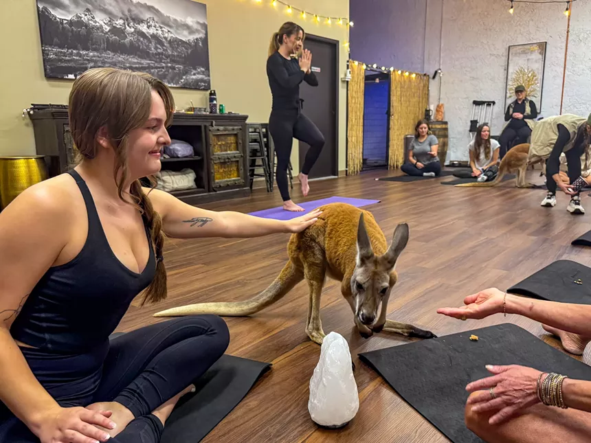 A person pets a kangaroo
