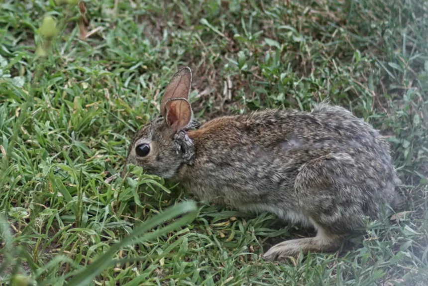 rabbit with horns from virus
