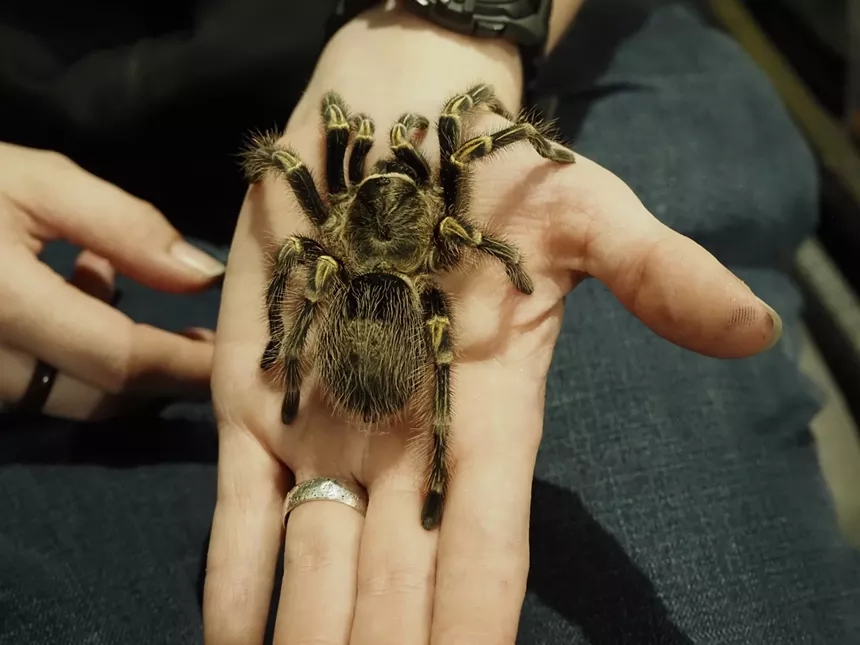 big hairy spider in someone's hand