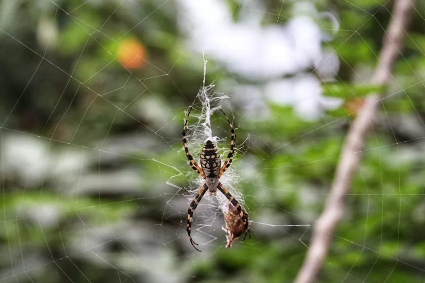 A spider hangs from a web