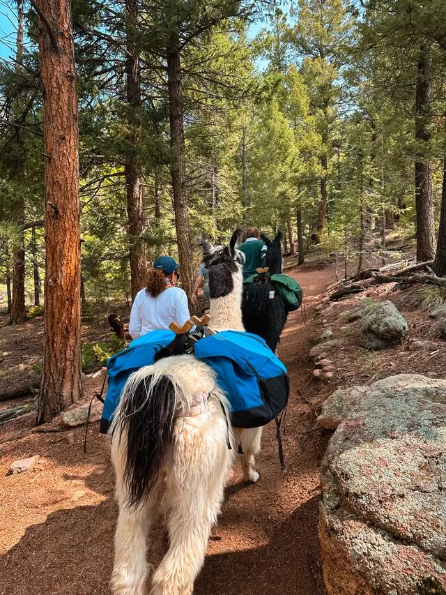 People hike with a llama