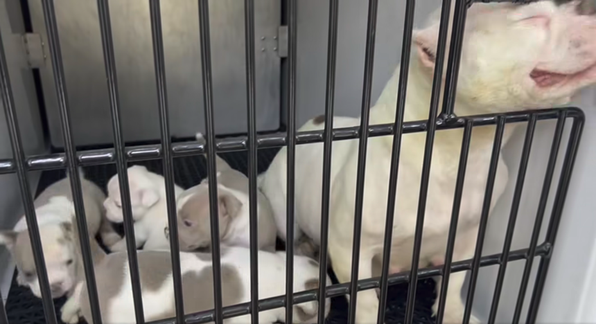Four small puppies and a large white dog in a cage in an animal control truck.