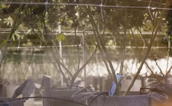 Marijuana Watchdogs Want More Control Over Contaminated Pot