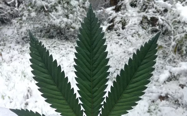 Ten Cannabis Strains for a Day on the Slopes