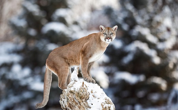 Wronged Kitty: Is the Media Being Too Harsh on Colorado's Mountain Lions?