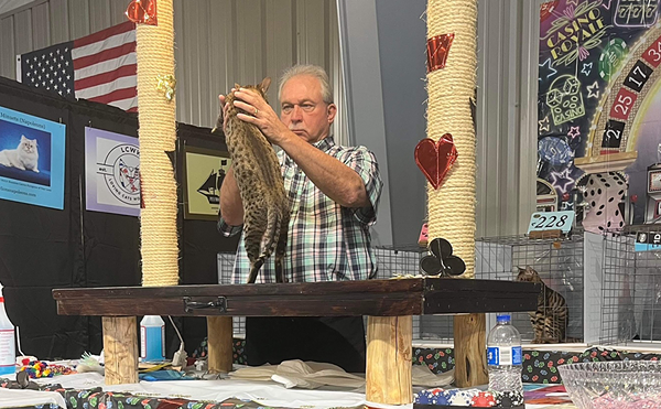 Purrfect: Garden of the Cats Brings Furry Tails Show to Golden