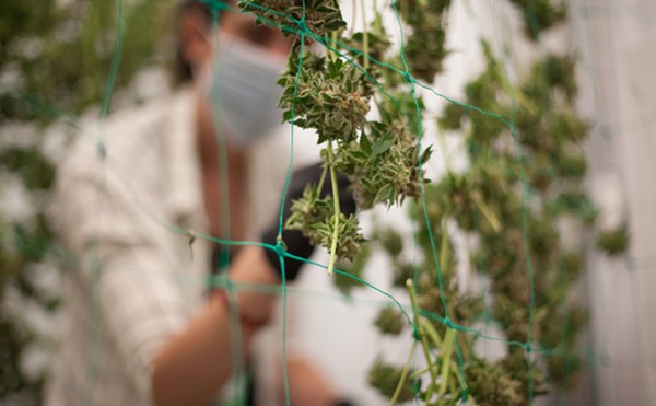 Settlement Revealed in 2019 Bonsai Cultivation Contaminated Marijuana Case