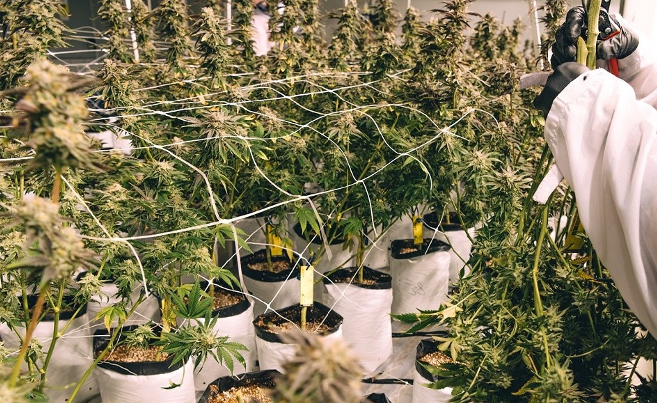 No Longer Boosted by COVID-19, Colorado Marijuana Sales Have Plateaued |  Westword