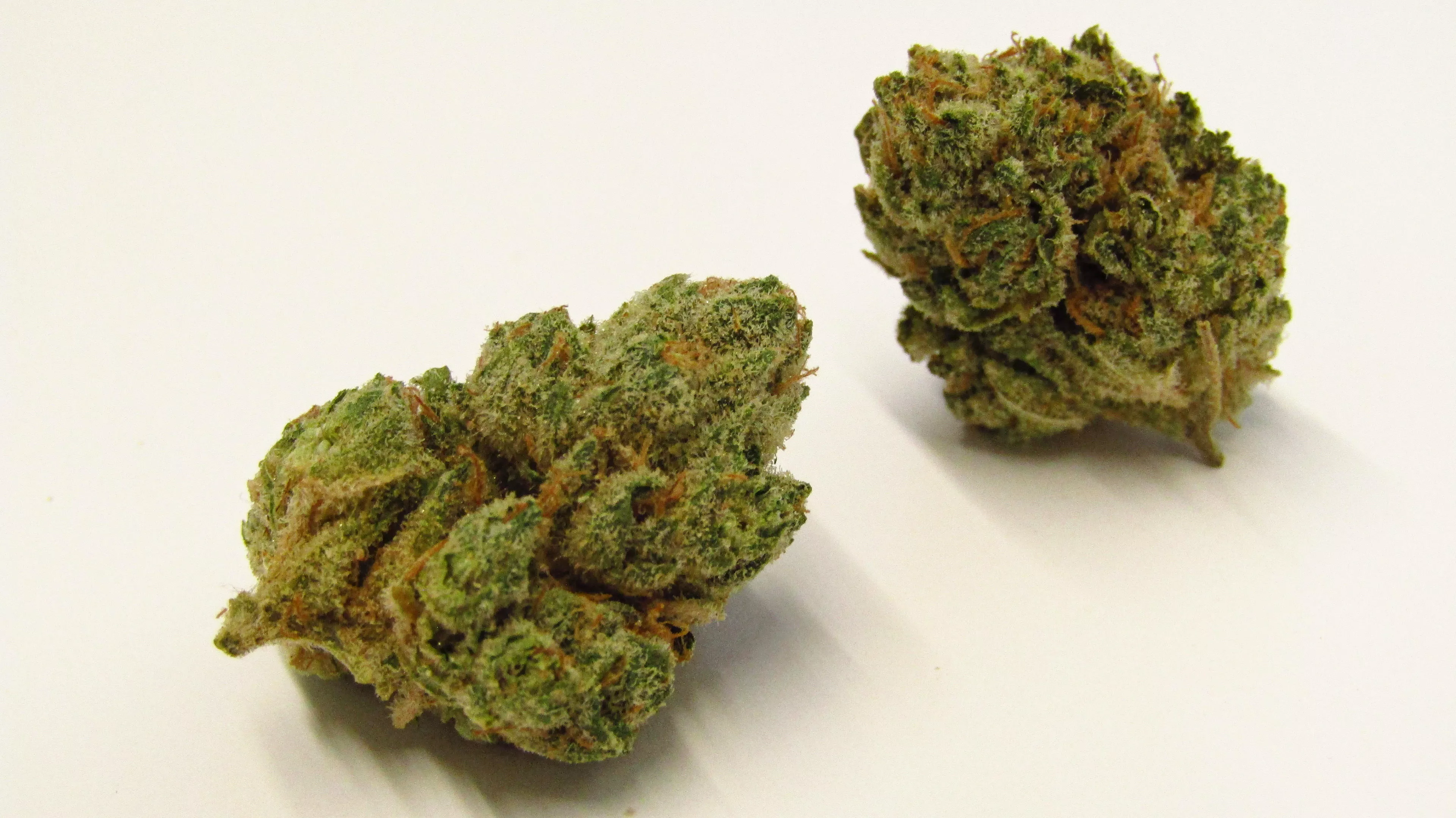 OZ Kush Strain Review | Westword