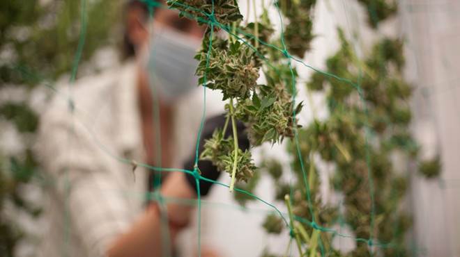 A marijuana growing operation employee inspects buds after a harvest.