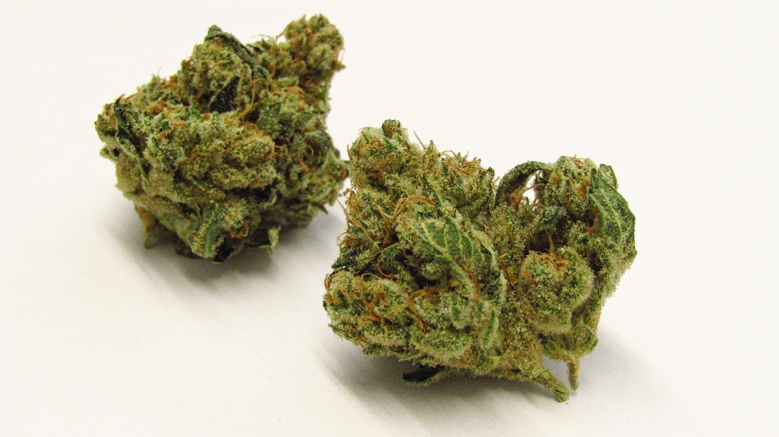 Chem Squeezy Strain Review | Westword