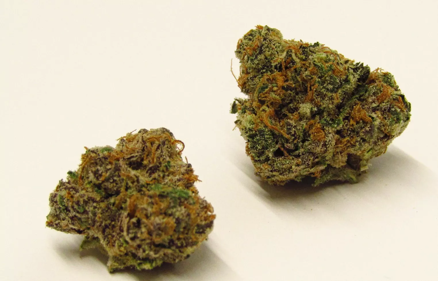 Pudding Pop Strain Review Westword