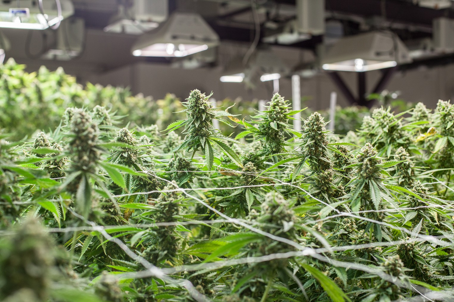Colorado Marijuana Growers Want a License Moratorium as Prices Fall